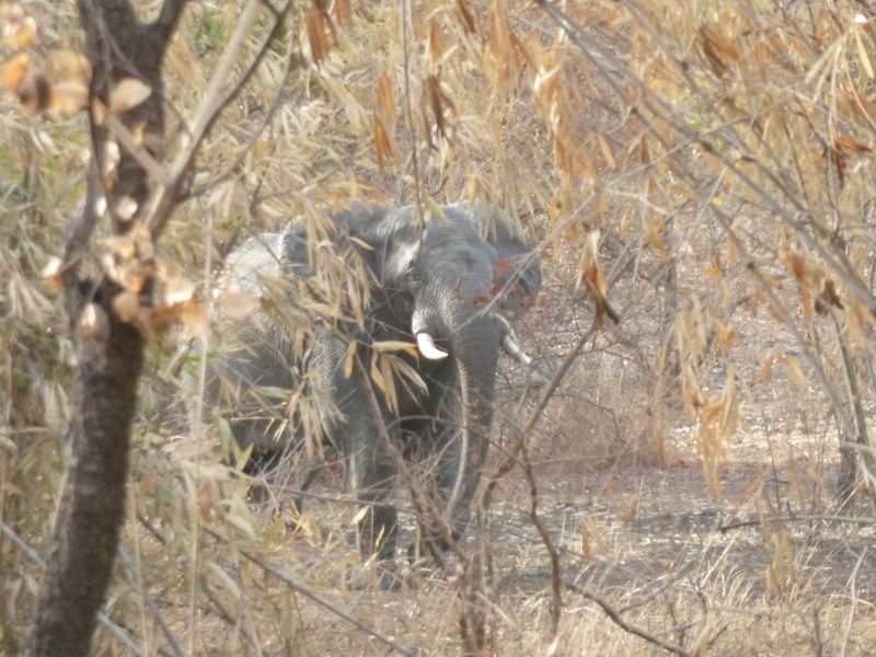 The Once Thriving Elephant Population In Niokolo-Koba