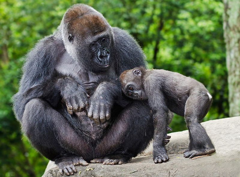 The Gorilla Fossil That Changed Everything