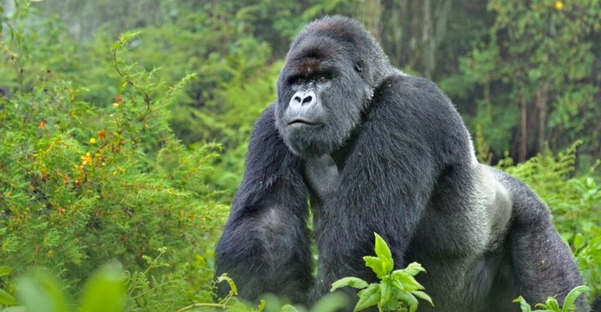 A Gorilla Fossil Changed Evolution Forever