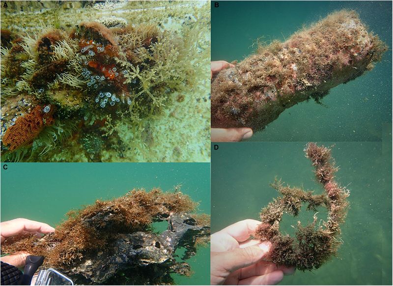 Invasive Without Being Aggressive