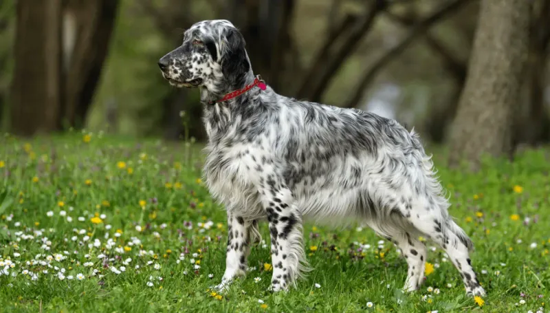 English Setter