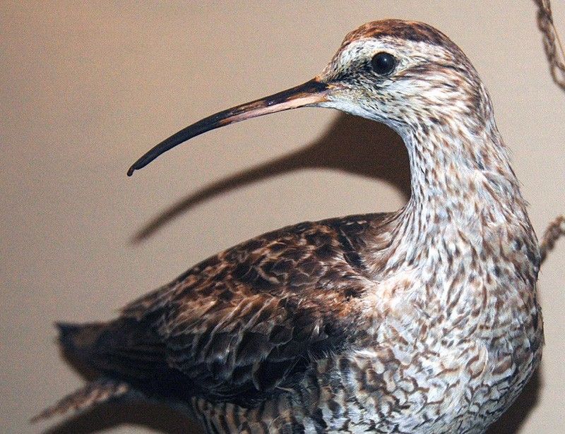 Slender-Billed Curlew Joins Extinct Legends