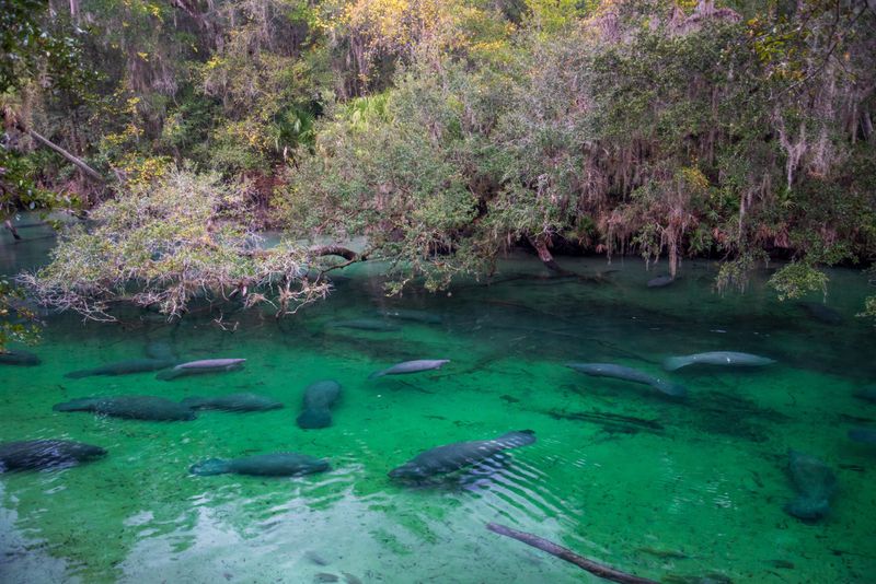 The Role Of Blue Spring State Park In Manatee Conservation