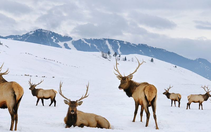 Not Just Elk: A Biodiversity Powerhouse