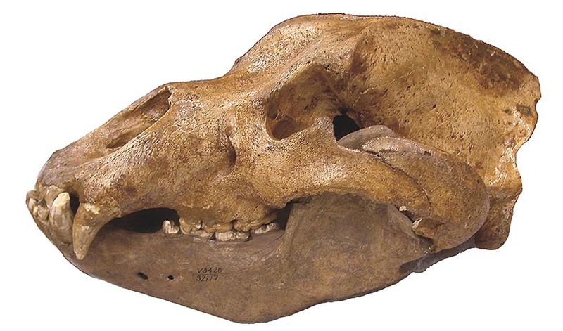 Genetic Analysis Shows The Bear's Close Relation To Modern Brown Bears
