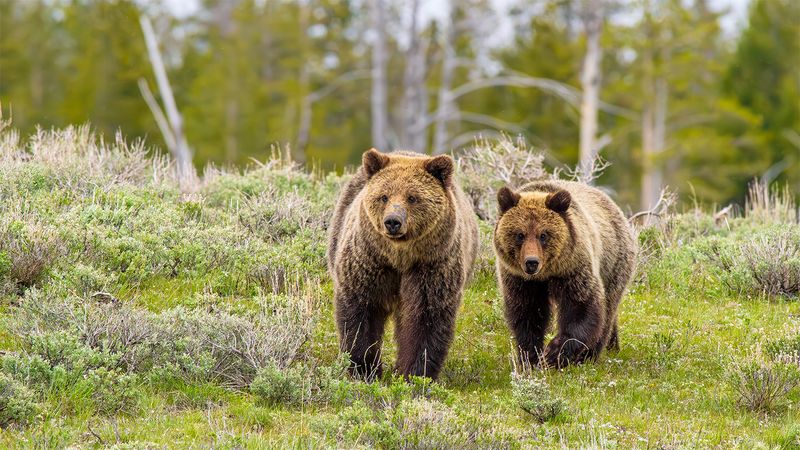 Conservation Takes A Hit Amid Policy Changes