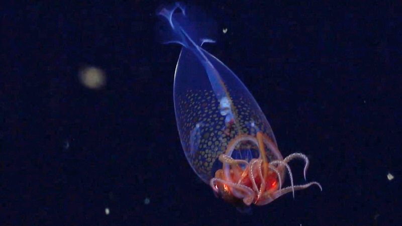 Understanding Cephalopod Ecology: Insights From The Discovery