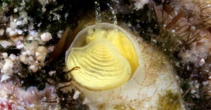 The Discovery Of Cayo Margarita In The Florida Keys