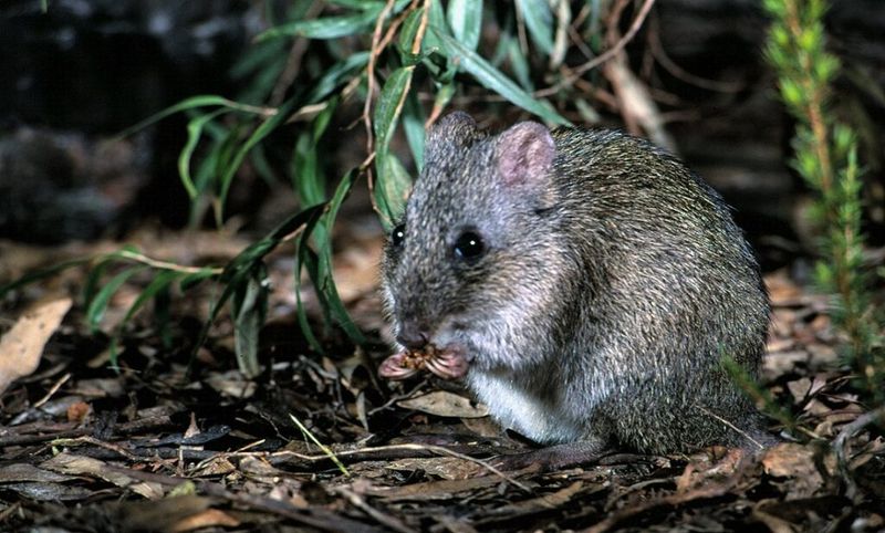 Critical Endangerment: Facing The Brink Of Extinction