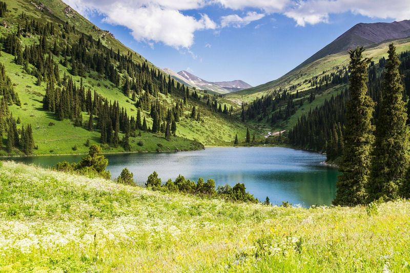 The Bear's Critical Habitat In The Tien Shan Mountains