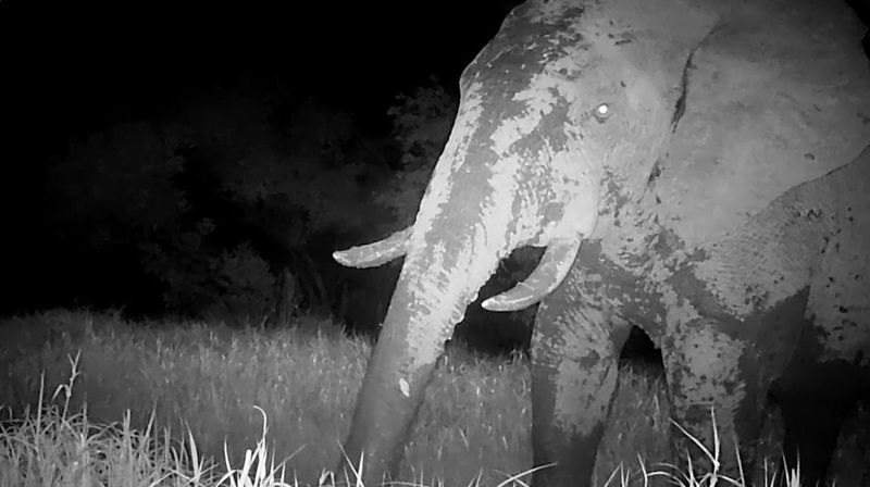 Ghost Elephant Spotted In Senegal