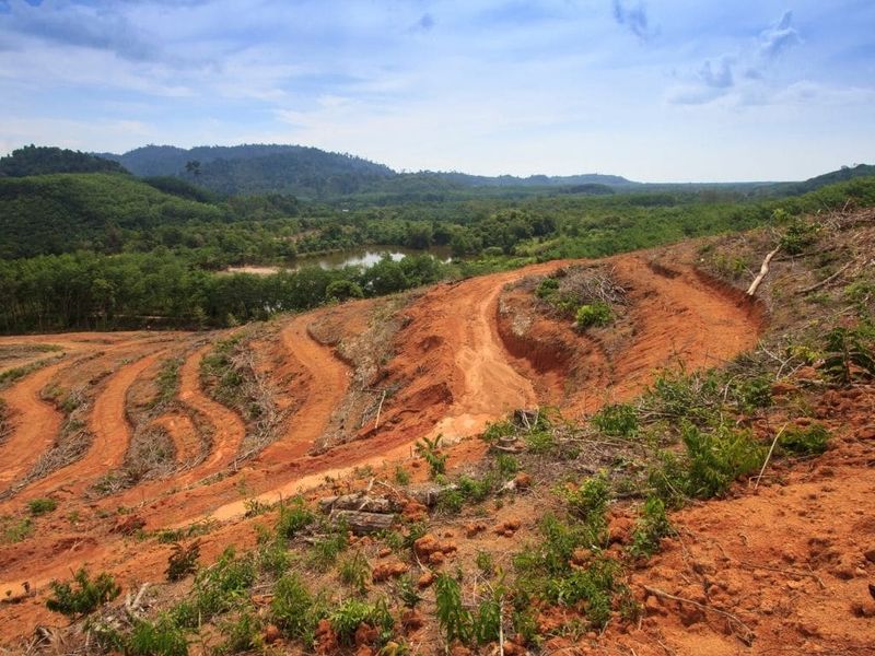 Threatened By Habitat Loss