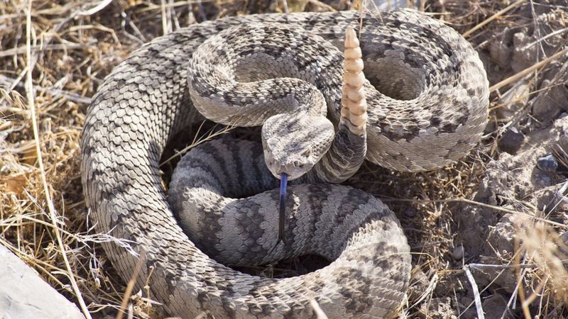 The Danger Of The Western Diamondback's Venom: Fact Or Fiction?