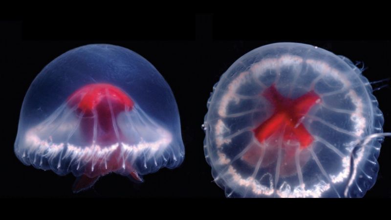 The Unique Red Stomach That Defines This New Jellyfish