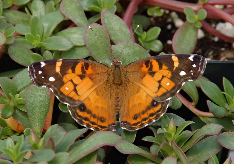 Meet The American Lady Butterfly