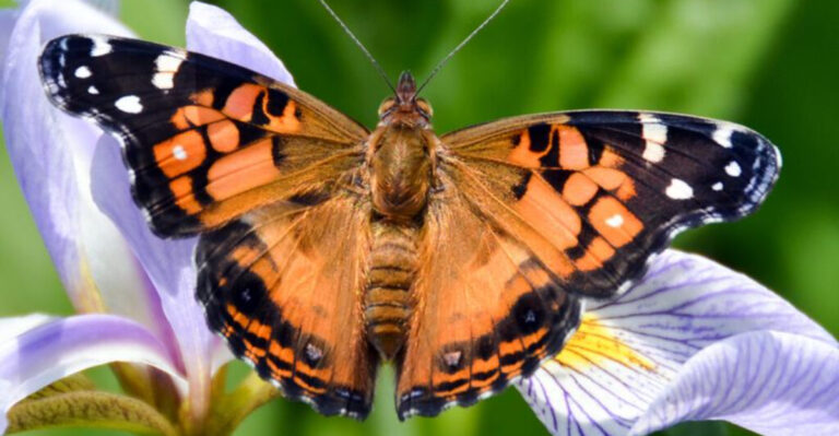 A Simple Guide To Identifying An American Lady Butterfly