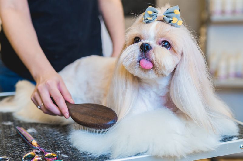 The Shih Tzu's Unique Coat
