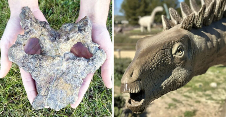 A Team Of Scientists Digs Up Rare 150-Million-Year-Old Dinosaur Skull In Spain