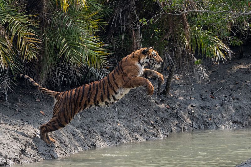 They Can Jump Over 16 Feet In A Single Leap