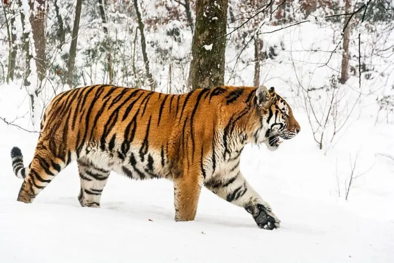 There Are Six Surviving Tiger Subspecies