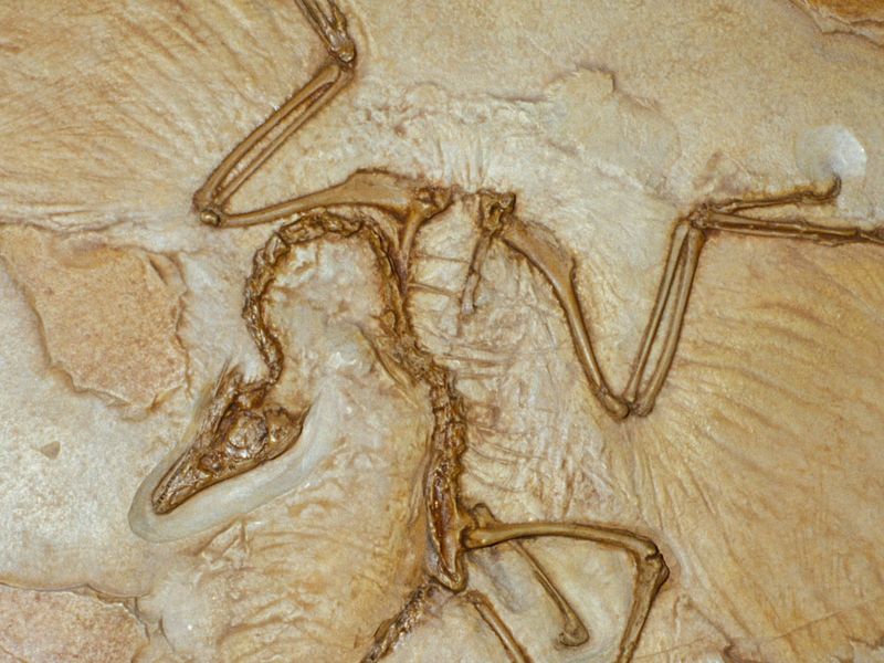 How Feathers Helped It Survive