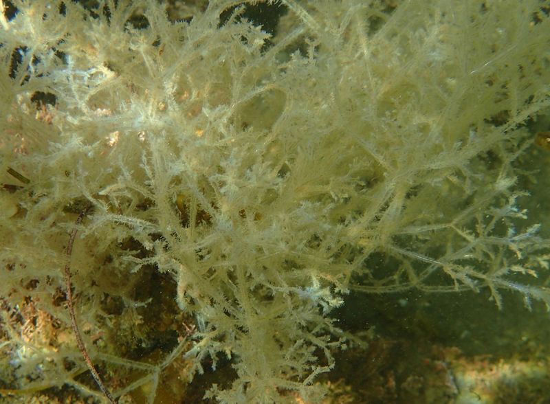 What Is Amathia Verticillata?