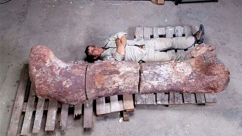 Puzzling Together A Giant
