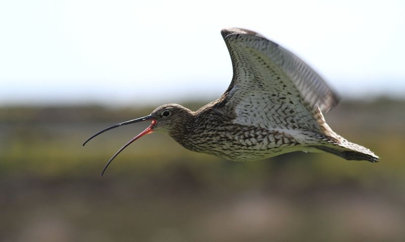 Silent Skies Where Curlews Once Flew