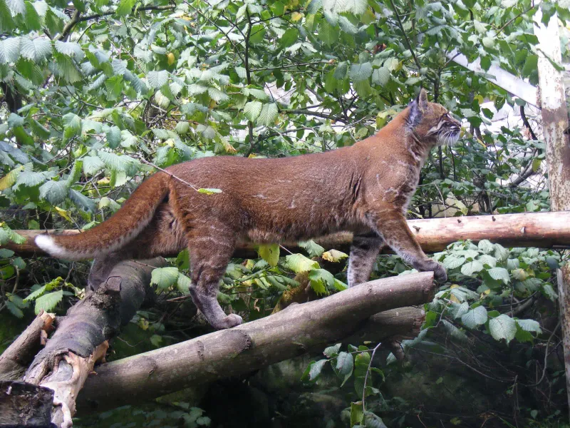 From Bhutan To Sumatra: The Cat's Expansive But Fragmented Range