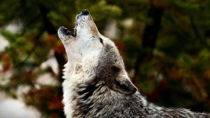 Howl Recognition Software Maps Pack Territories