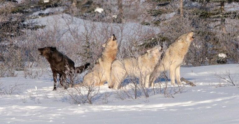 AI And Bioacoustics Offer Scientists A Fresh Approach To Studying Yellowstone’s Wolves