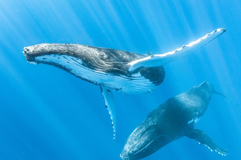 Vocal Exchanges Increase When Boats Approach