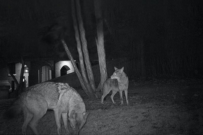 AVOID: Feeding Coyotes