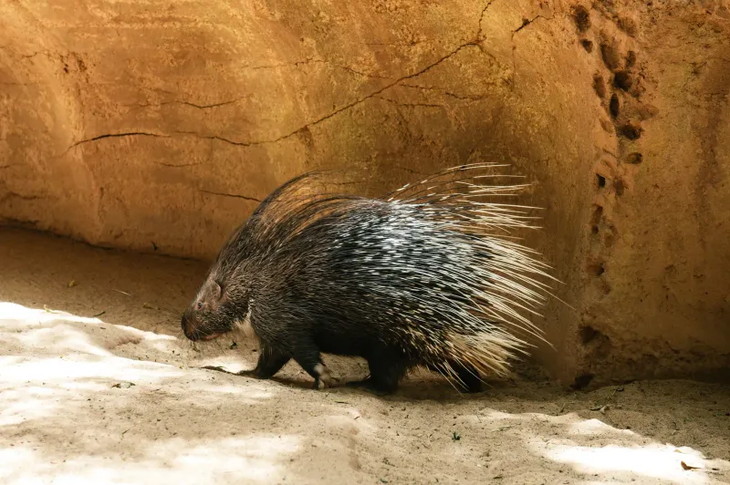 Zoo Joins Wildlife Confiscation Network