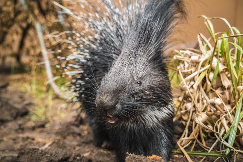 Porcupine
