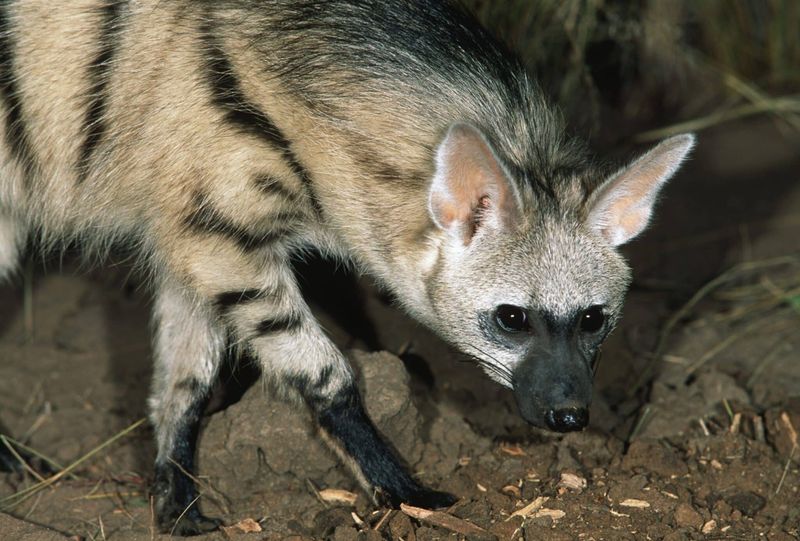 Behavior And Hunting Techniques