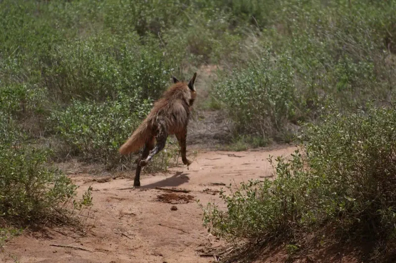 Aardwolf's Non-Threatening Behavior Vs. Wolf's Predatory Nature