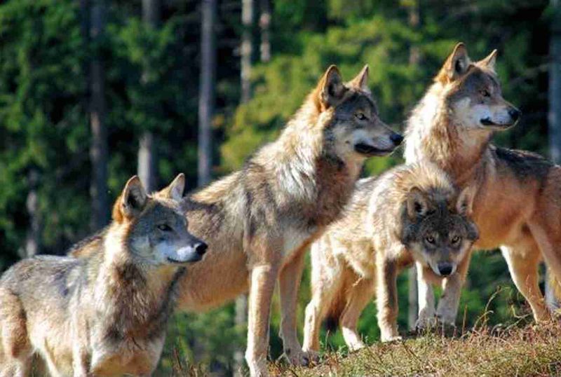 The Aardwolf's Solitary Life Vs. Wolves' Complex Social Dynamics