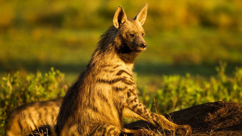 The Aardwolf's Social Structure Vs. Wolf Packs