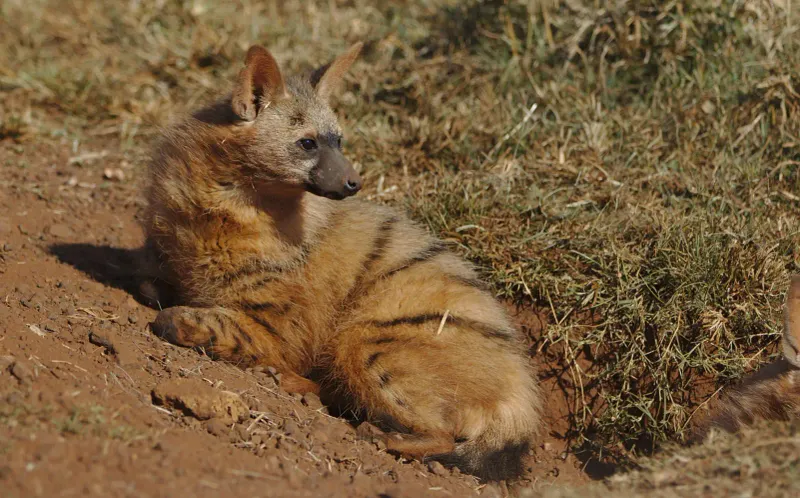 Aardwolf's Habitat Preferences Vs. Wolves