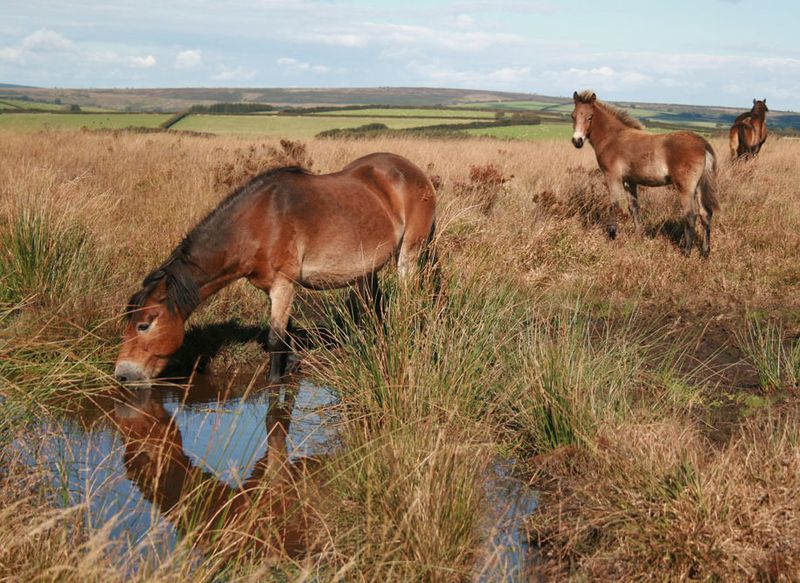 Exmoor's Ancient Survivors
