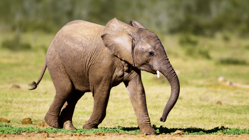 Dumbo's Exaggerated Ears
