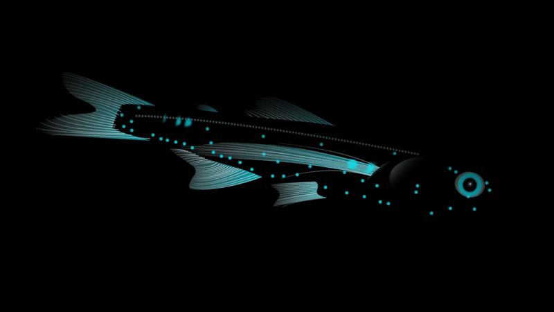 Lanternfish