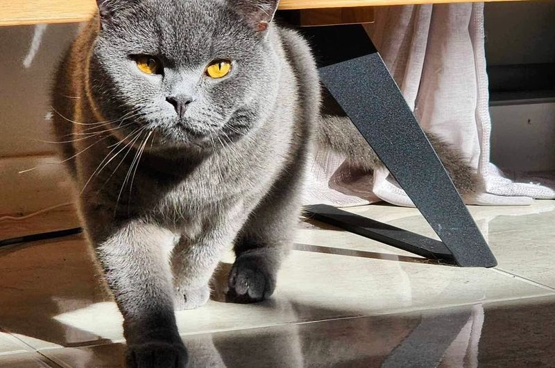 British Shorthair – Winston