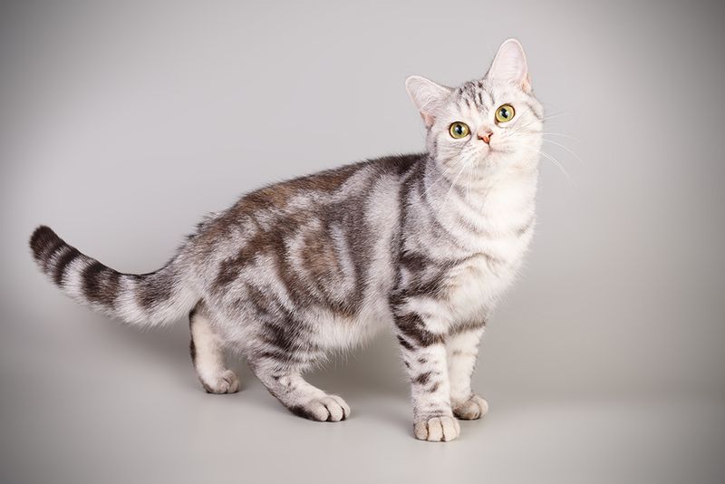 American Shorthair