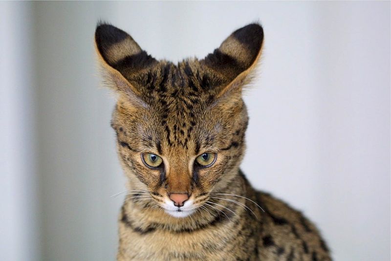 Savannah: Exotic Hybrid