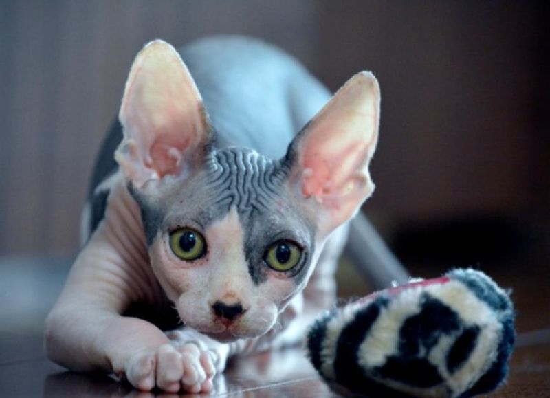 Sphynx Cats: High-Maintenance Nudists