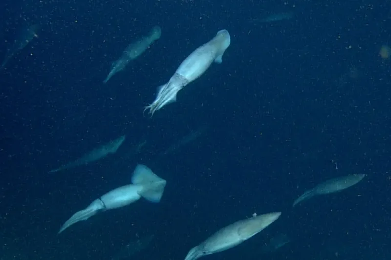 Why Bioluminescence Is Crucial For Life In The Trench