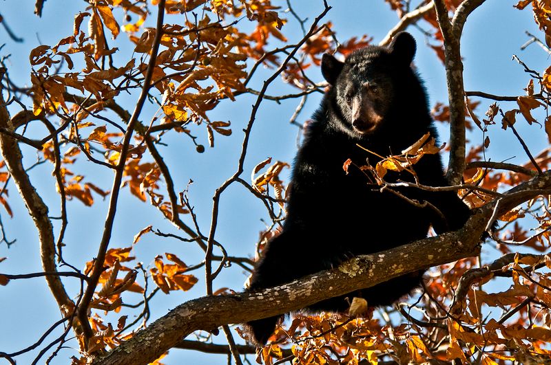 Shenandoah's Black Bear Resurgence