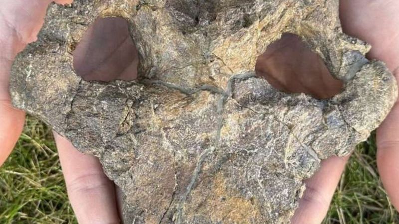 Most Complete European Stegosaur Skull Ever Found